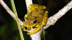 Cientistas descobrem microplásticos no corpo de girinos da Amazônia