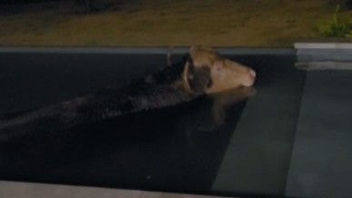 Pescador encontra sucuri gigante descansando de barriga cheia em rio do MS