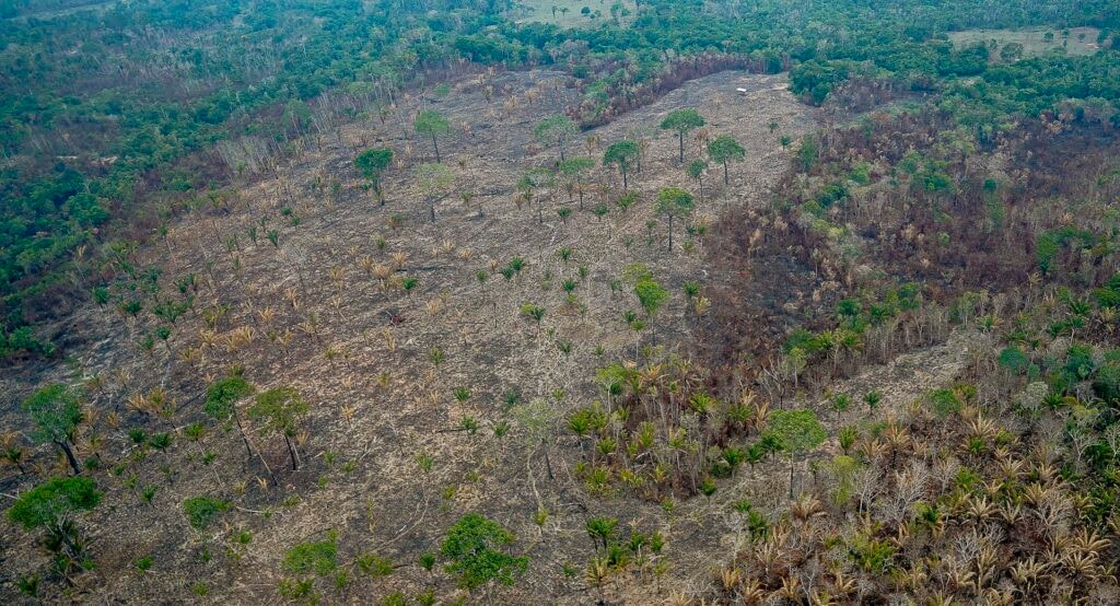 Ibama identifica uso do fogo para ampliar desmatamento e pastagens no Amazonas