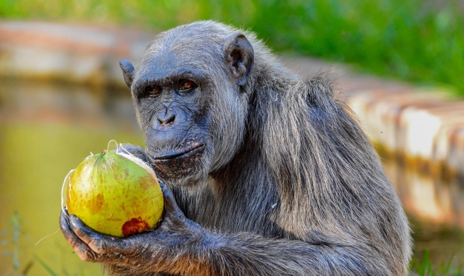 Diabético e com dores, chimpanzé Serafim é submetido a eutanásia em BH