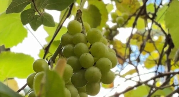 Amazonense usa quintal de casa para criação de peixes, frutas e produção de bebidas artesanais