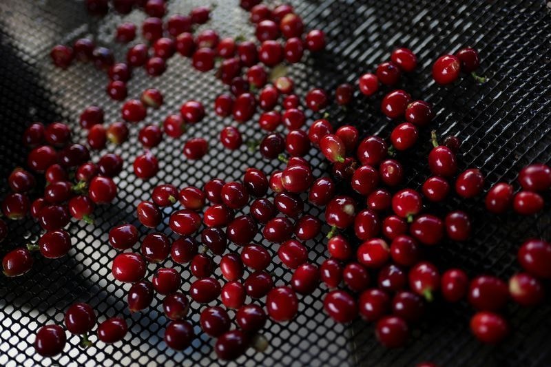 Celulose brasileira preserva competitividade apesar de recuo pontual