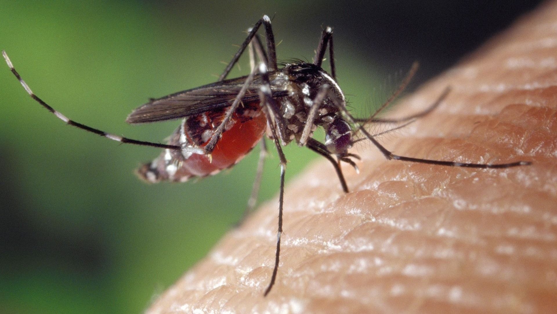 Mudanças climáticas impulsionam o avanço da dengue no Brasil, aponta estudo