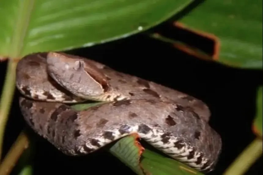 Governo do Amapá alerta para os riscos de picadas de animais peçonhentos no período chuvoso