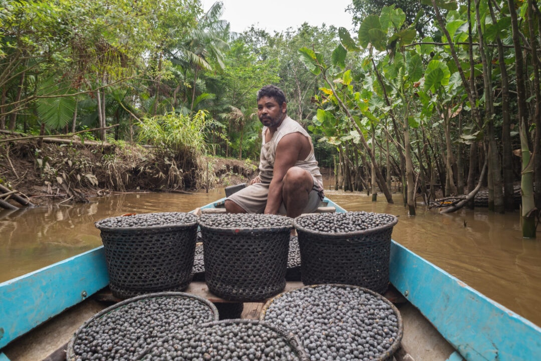 Negócios de bioeconomia na Amazônia crescem mais de cinco vezes em oito anos, aponta estudo da CERTI