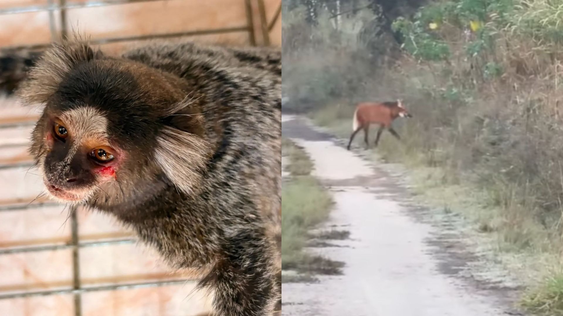 Raro cachorro-vinagre é visto em áreas naturais do Sesc Pantanal. Ele é um dos menores canídeos do Brasil e leva esse nome devido ao forte odor da urina