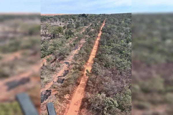 Árvores derrubadas e barracos erguidos: invasão ameaça área da Flona