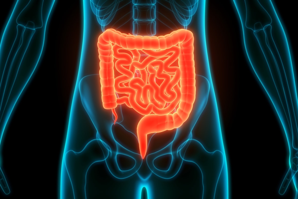 Adoçante comum afeta crescimento de importantes bactérias intestinais