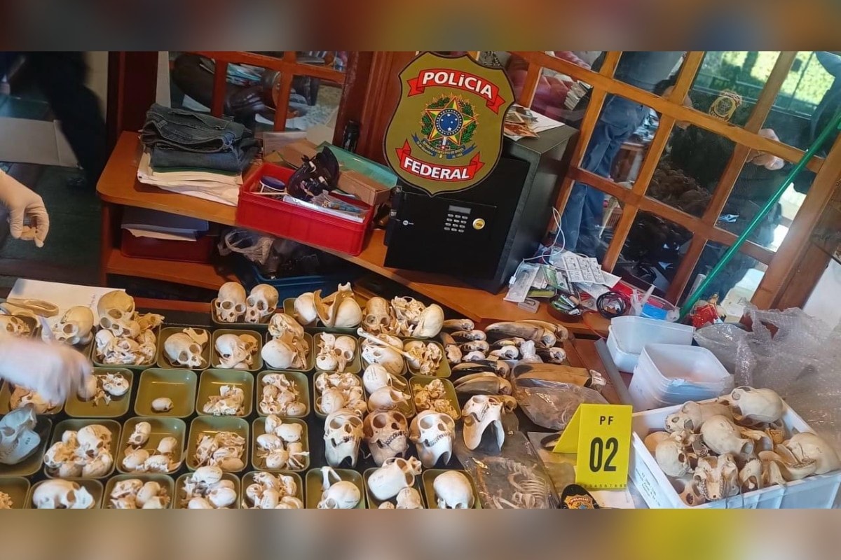 Ovos de papagaios escondidos em roupa levam PF a tráfico internacional