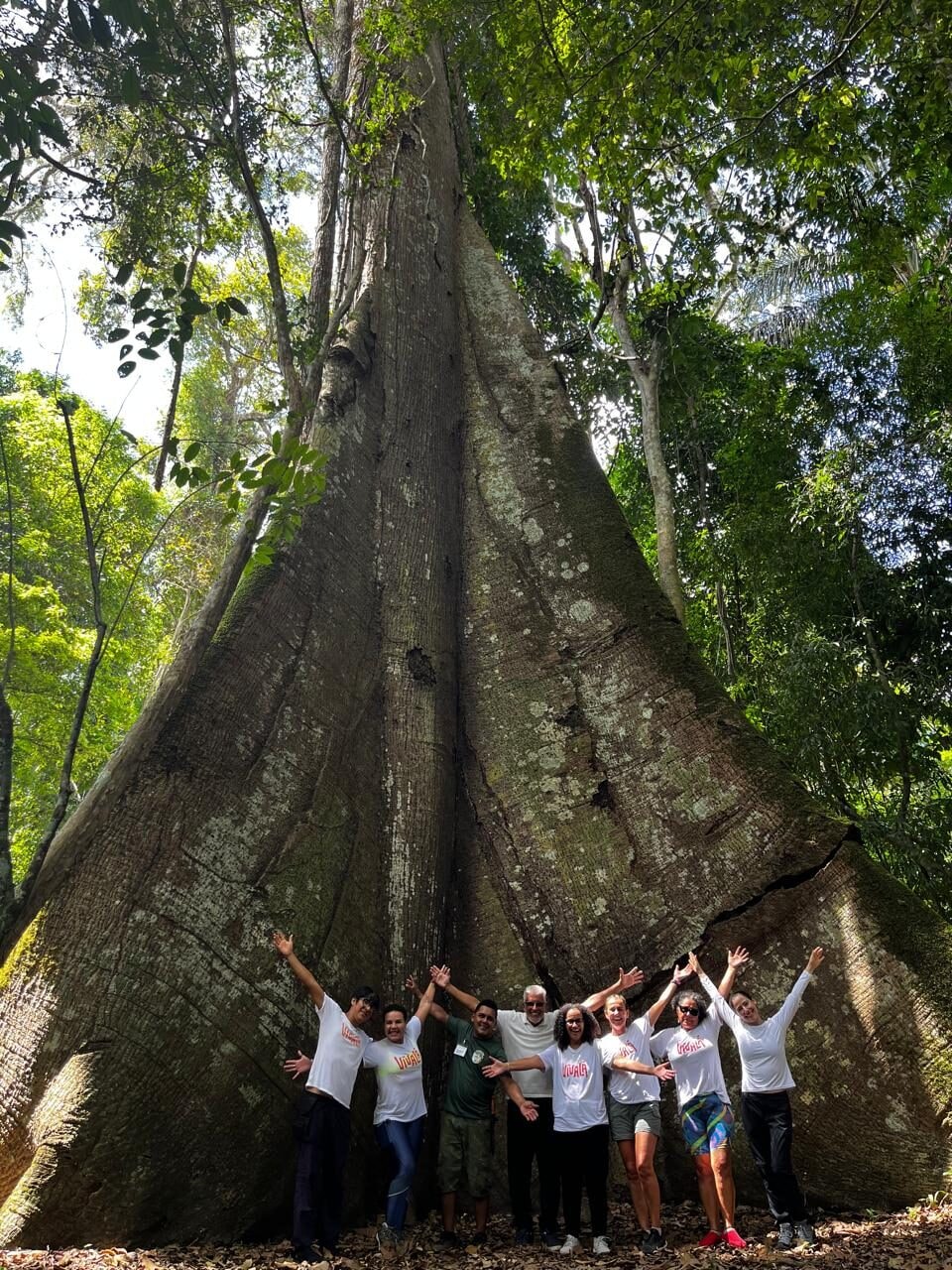 Conheça a ‘Sumaúma Vovozona’, patrimônio natural da Flona do Tapajós