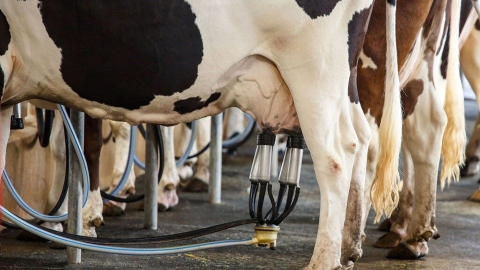 Os preços pagos ao produtor de leite sobem pelo segundo mês consecutivo