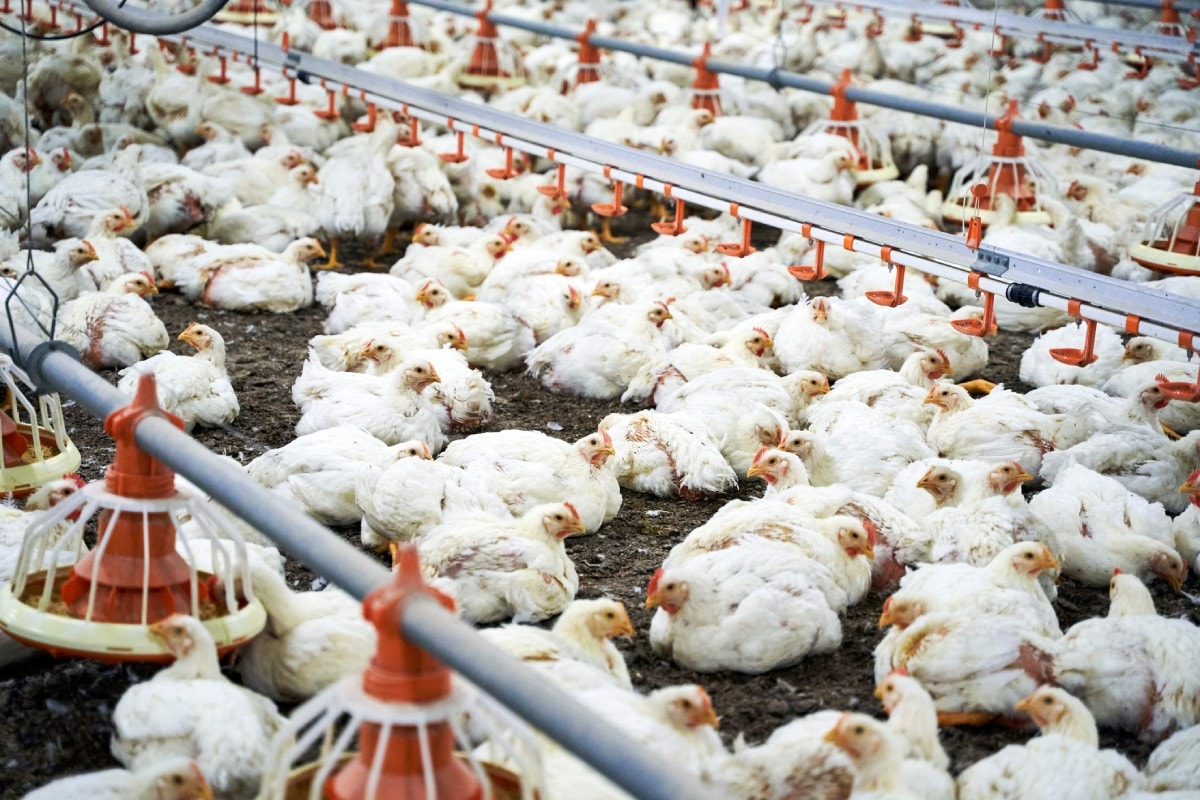 UE aceita protocolo do Brasil e prepara volta das exportações de frango