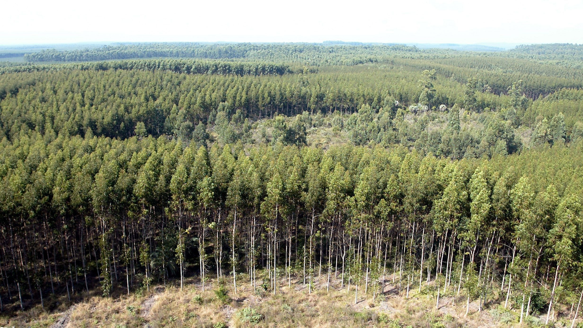 SP lança plataforma interativa com dados sobre biodiversidade paulista
