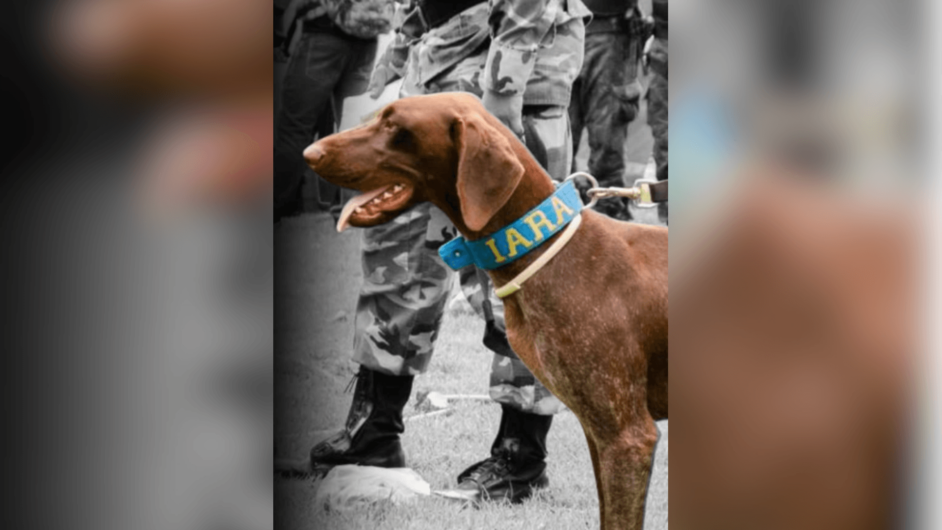 Desaparecido há 1 semana, cachorro do sertanejo Edson é encontrado morto