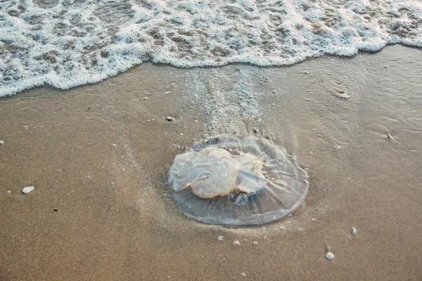 Praias do litoral de SP têm aumento na presença de águas-vivas