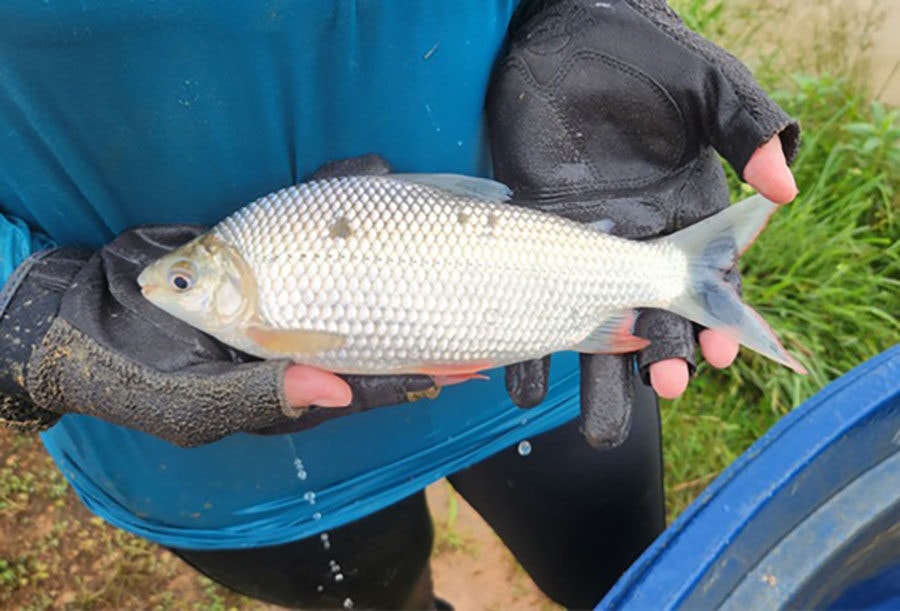 Pesquisa aponta presença de metais tóxicos em peixes de região do Pará