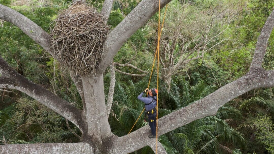 Bolívia registra nascimento de segundo filhote de harpia, espécie ameaçada de extinção