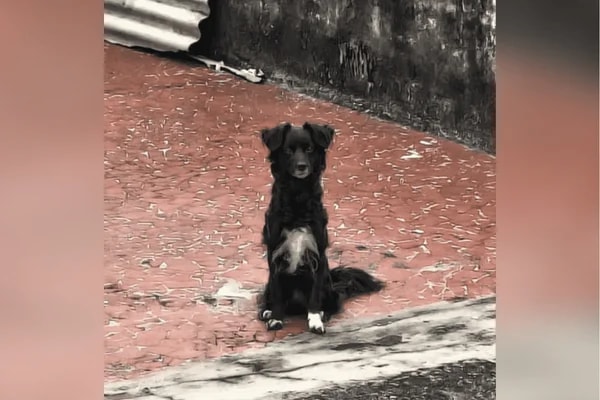 Cadela é resgatada após ser abandonada sem água e comida pela dona