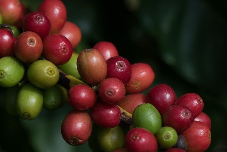 Café brasileiro escapa de taxas nos EUA em duas rodadas da Seção 301